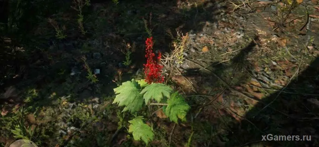 Chercher des plantes pour les autres membres du gang