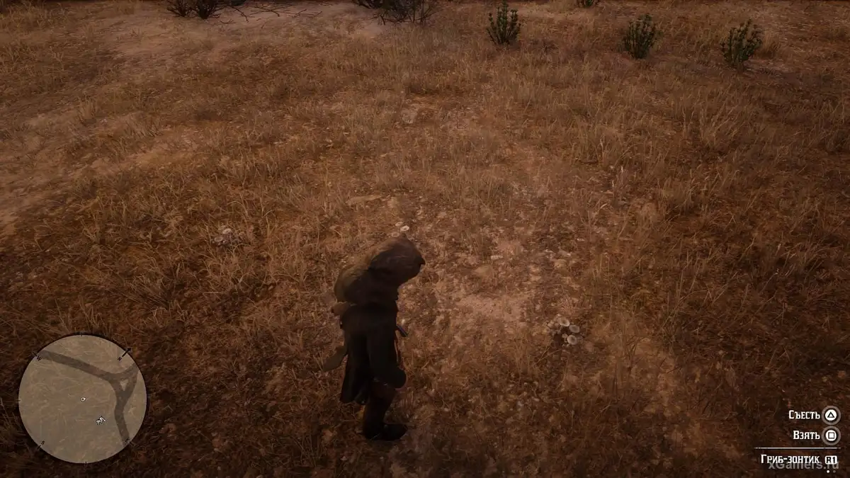 La coulemelle possède un large chapeau caractéristique qui évoque un parapluie ouvert sous la pluie.
