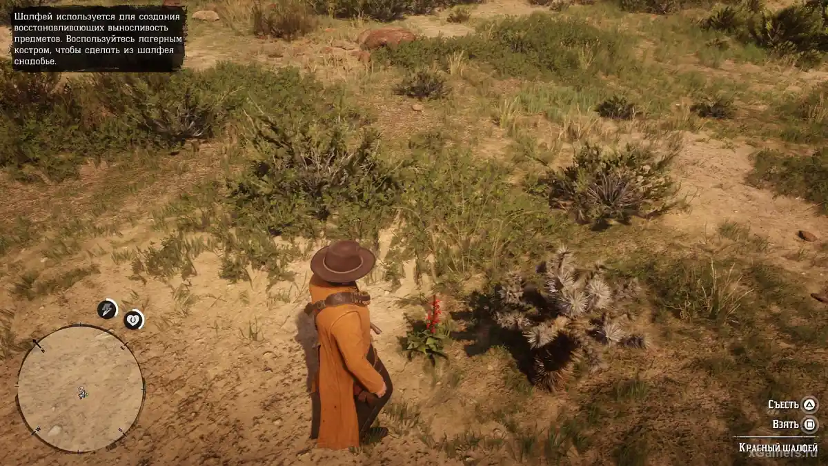 La sauge rouge est très répandue autour de New Austin et de Rio Bravo.
